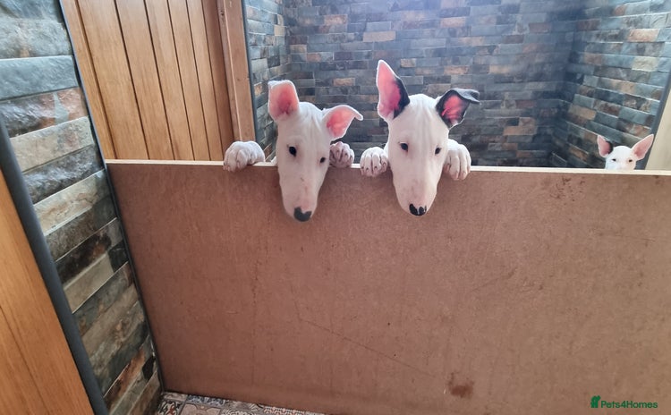 English Bull Terrier dogs Beautiful k.c reg bully pups  ready to go - Advert 1