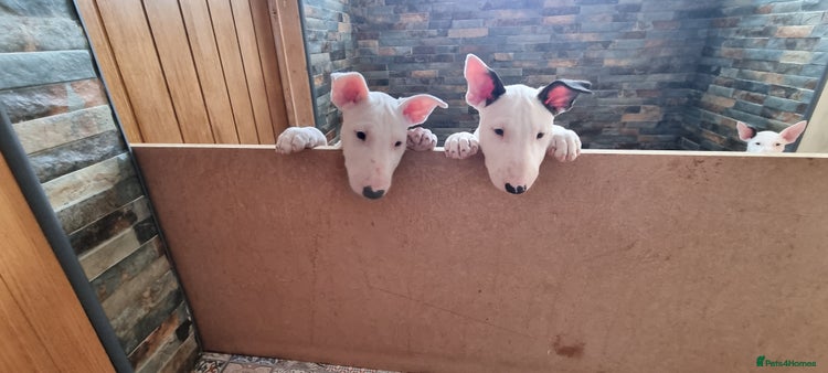English Bull Terrier dogs Beautiful k.c reg bully pups ready to go - Advert 1