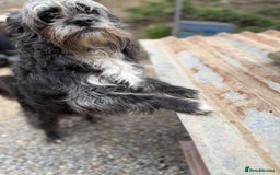 Mixed Breed dogs for adoption: Chewie - tiny girl looking for a home of her own! - Image 6