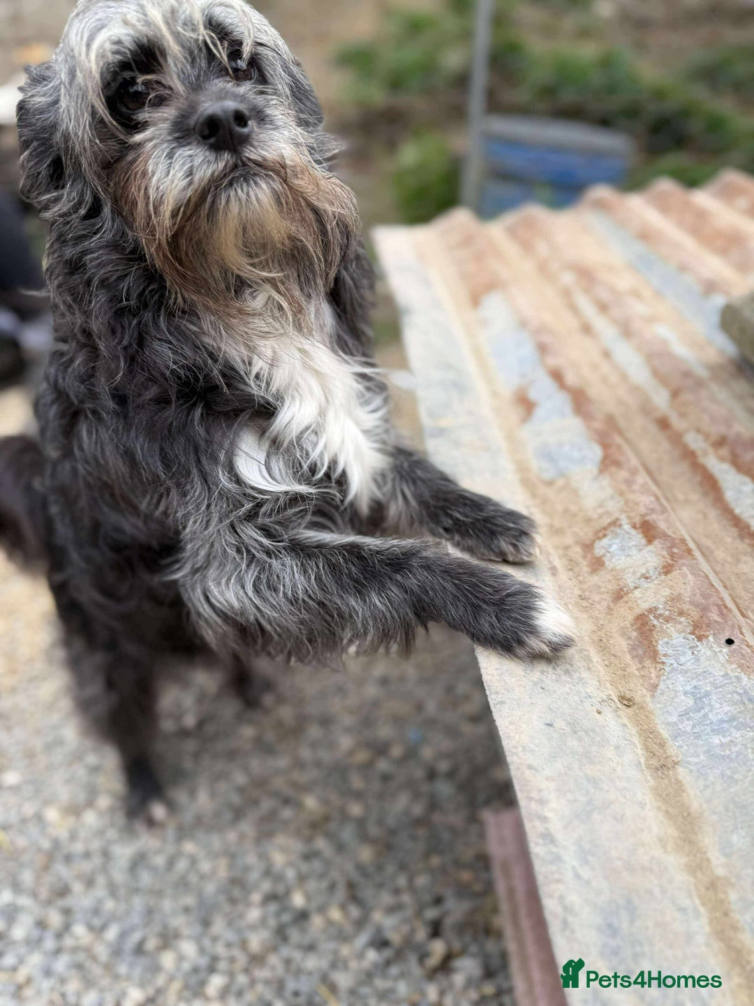 Mixed Breed dogs for adoption: Chewie - tiny girl looking for a home of her own! - Image 6