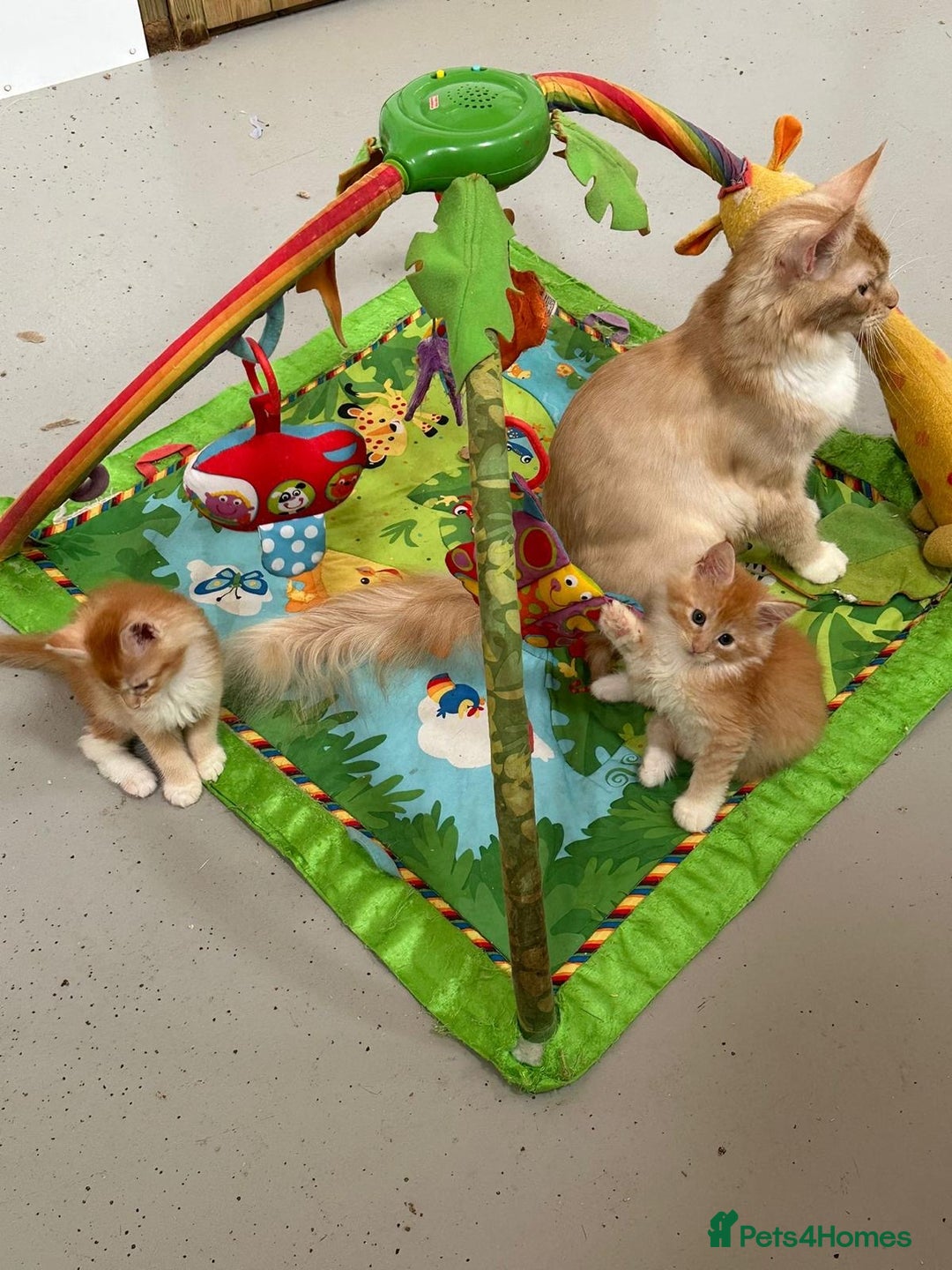 Maine Coon cats for sale: Red Maine coon female kittens, TICA reg - Image 16