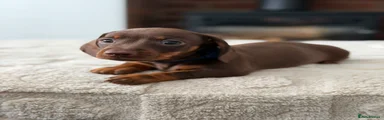 Miniature Dachshund 1 BLUE COLLAR 💙 