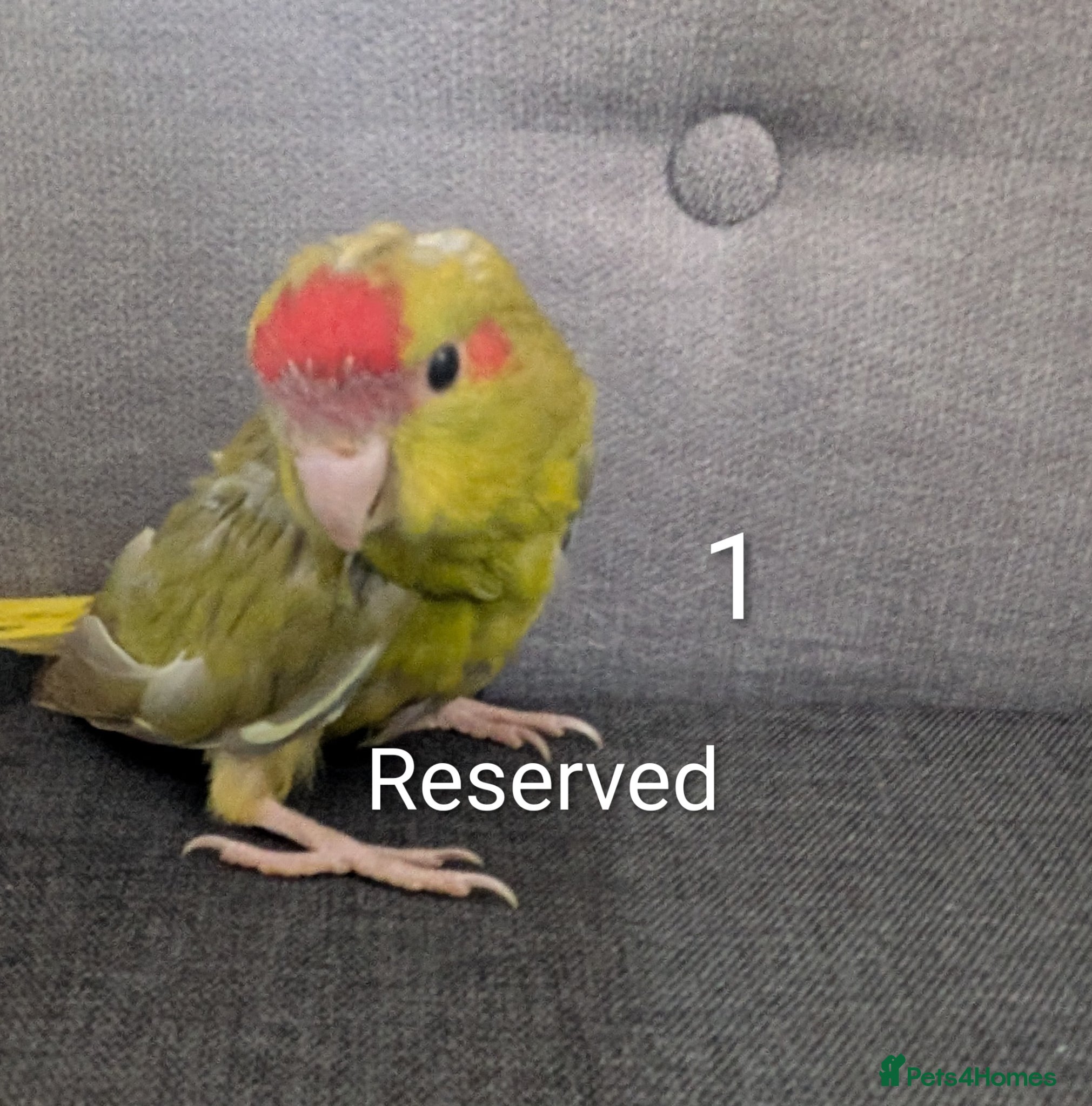 Parrots birds Baby Khakariki small parrots x6 - Advert 8