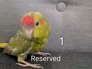 Parrots birds Baby Khakariki small parrots x6 - Advert 8