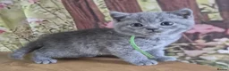British Shorthair cats for sale: Pure British Shorthair kittens - Advert 11