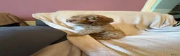 Cockapoo dogs for sale: Last Stunning cockapoo girl ready now - Advert 6