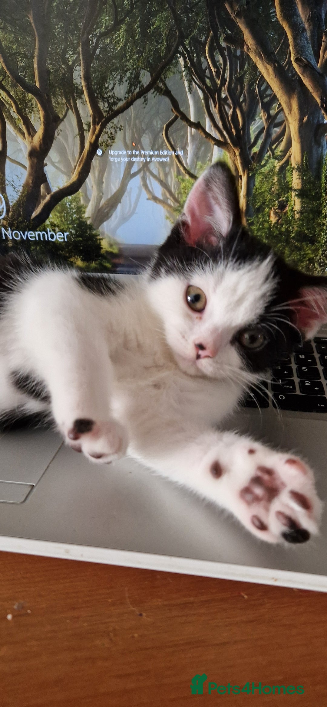 British Shorthair cats for sale: British shorthair mix looking for new home - Advert 8