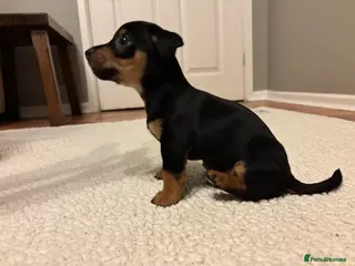 Jack Russell dogs Miniature smooth coatedJack Russell puppies - Advert 7