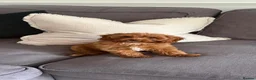 Cavapoo dogs for sale: Outstanding quality, F1b super dark red Cavapoo’s  - Advert 24
