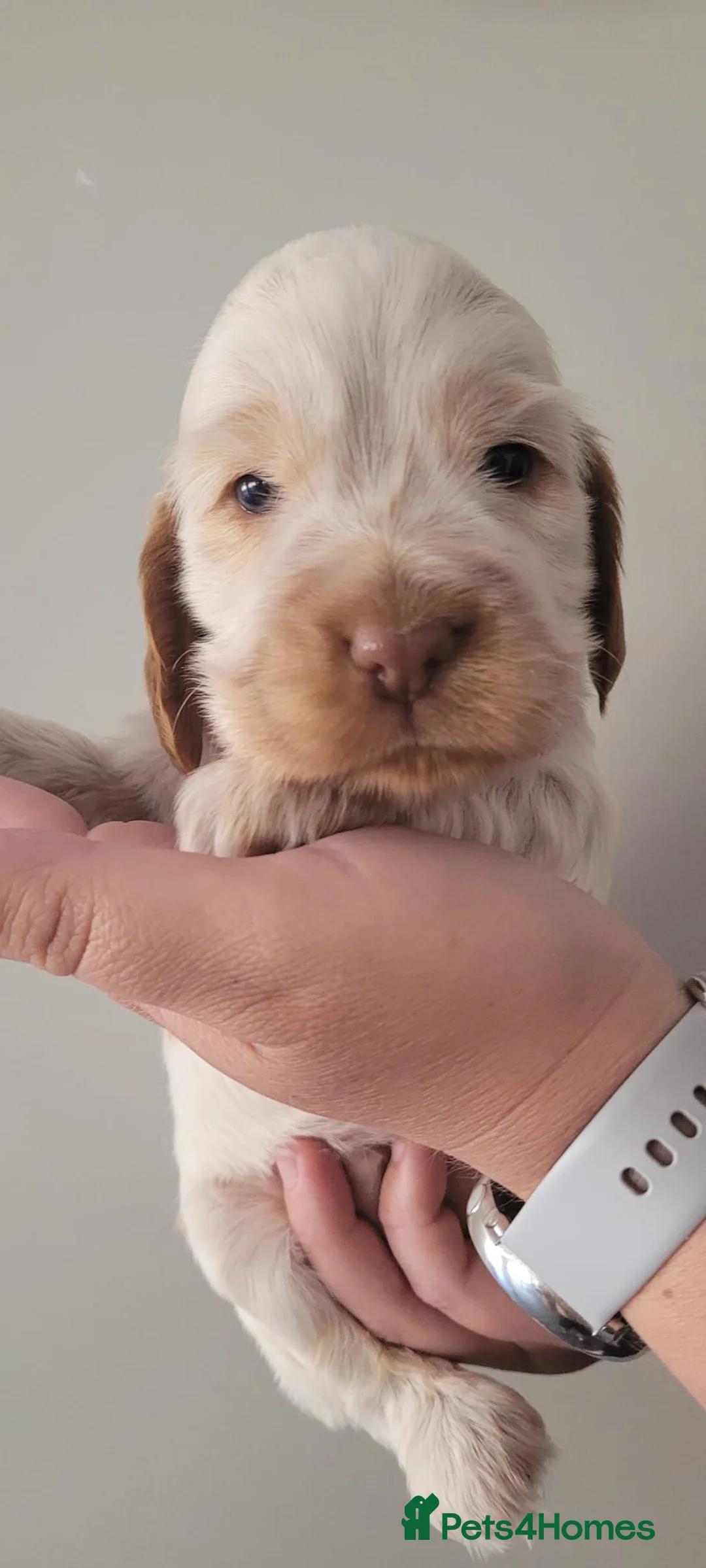 Cocker Spaniel dogs for stud: KC REG SHOW COCKER SPANIEL STUD in Gosport - Advert 15