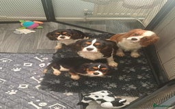 Cavalier King Charles Spaniel dogs for sale: *REDUCED last 2* Beautiful kc registered cavaliers - Image 10