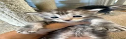 Maine Coon cats for sale: Adorable Pedigree Full Maine Coon Kittens - Advert 3