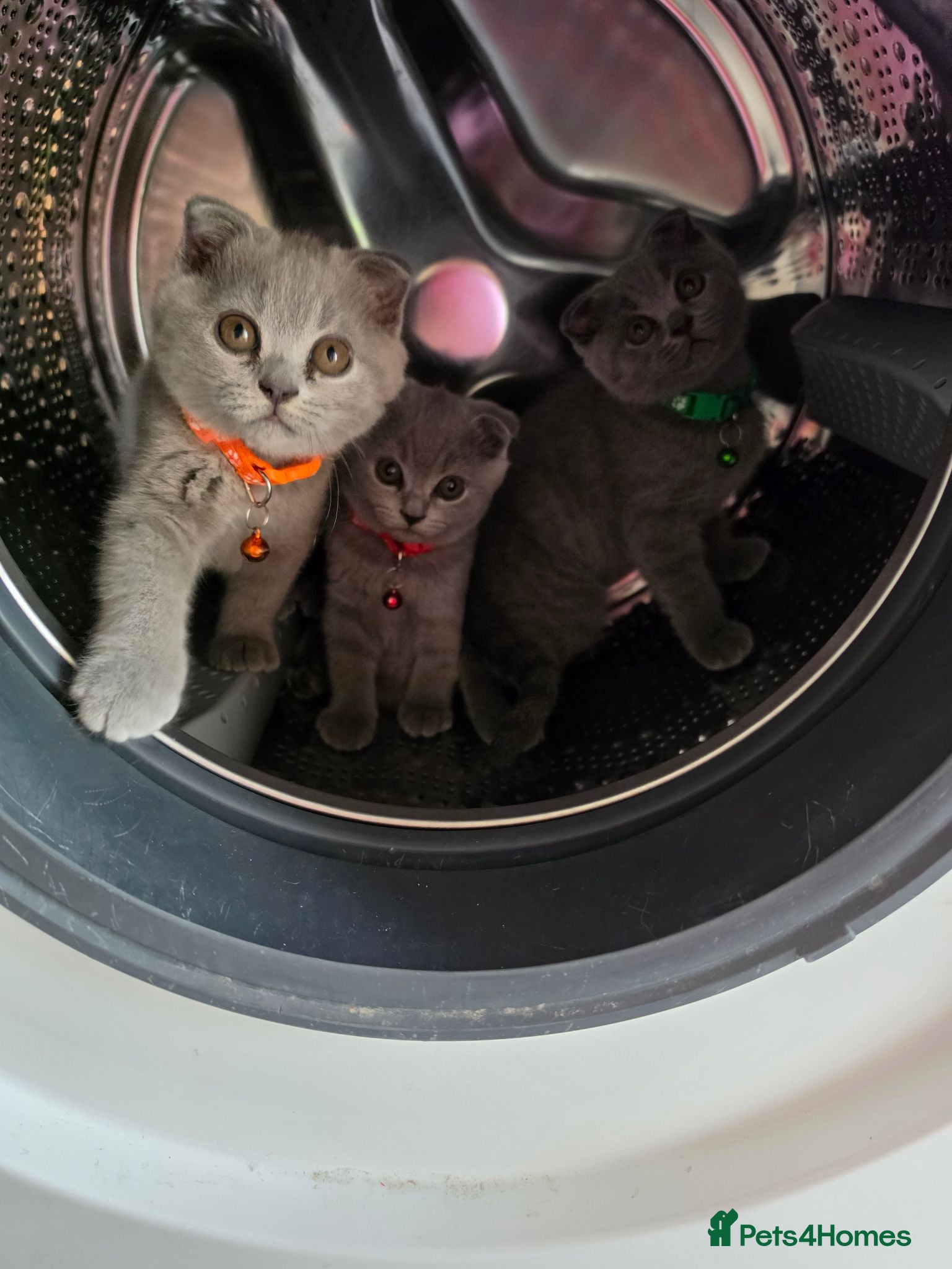 British Shorthair cats 2 straight ear boys and 4 fold girls,fluffy 🐾🐈‍⬛ - Advert 5