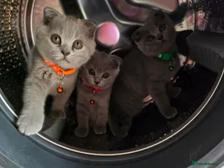 British Shorthair cats 2 straight ear boys and 4 fold girls,fluffy 🐾🐈⬛ - Advert 5