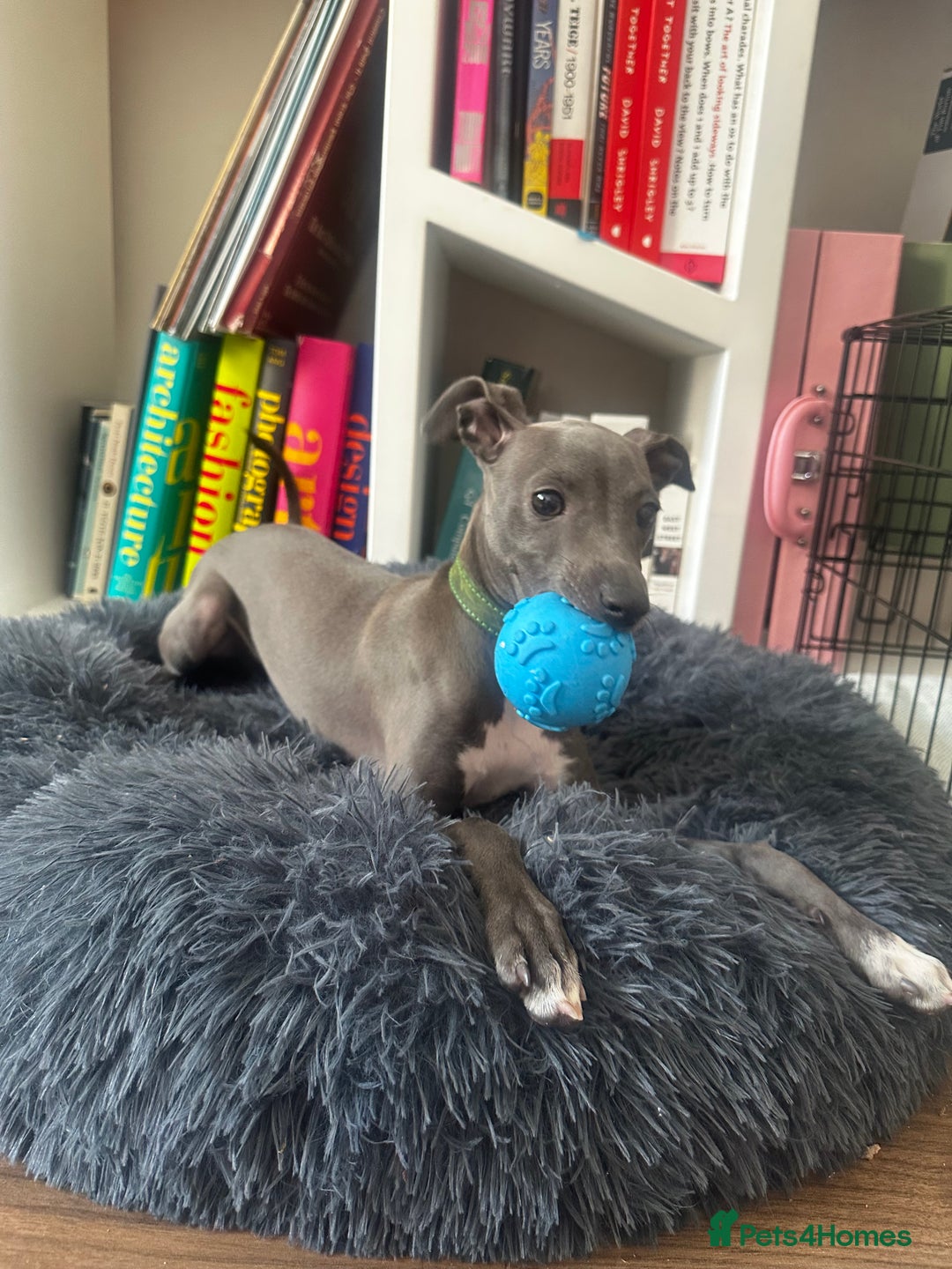 Italian Greyhound dogs for sale: Italian Greyhound Puppy, Fully Vaccinated, Trained - Image 2