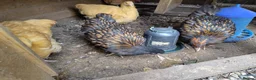 Chickens poultry for sale: Pair of young gold laced Orpingtons - Advert 2