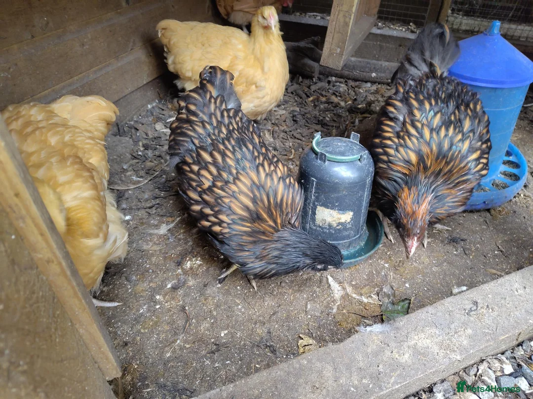 Chickens poultry for sale: Pair of young gold laced Orpingtons - Advert 2