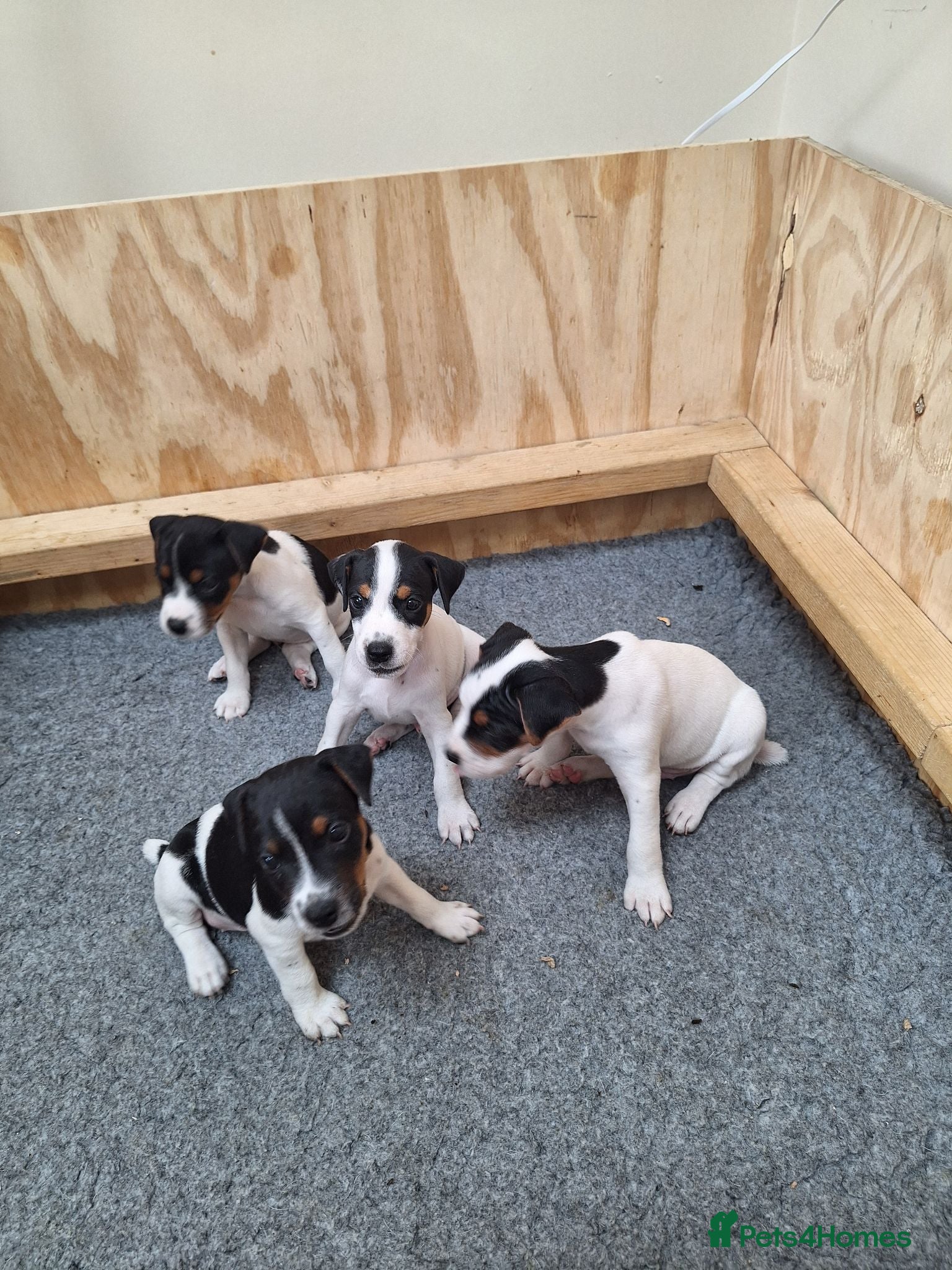Jack Russell dogs Jack Russell Terrier Puppies for Sale - Advert 1