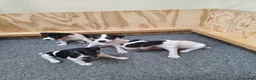 Jack Russell dogs for sale: Jack Russell Terrier Puppies for Sale - Advert 1