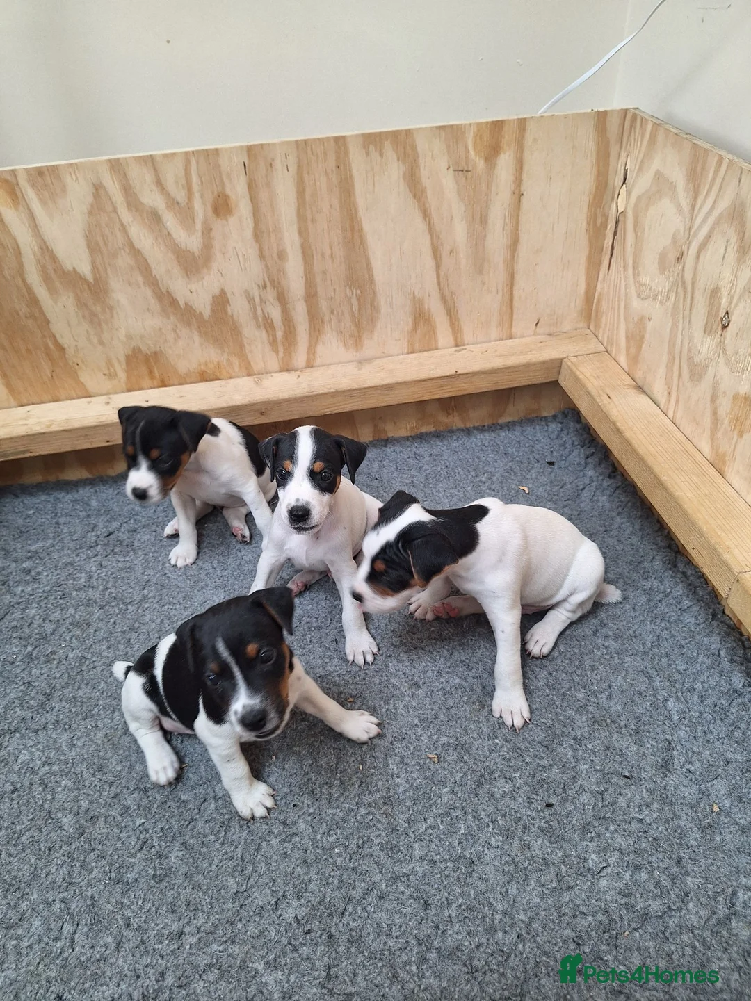 Jack Russell dogs for sale: Jack Russell Terrier Puppies for Sale - Advert 1