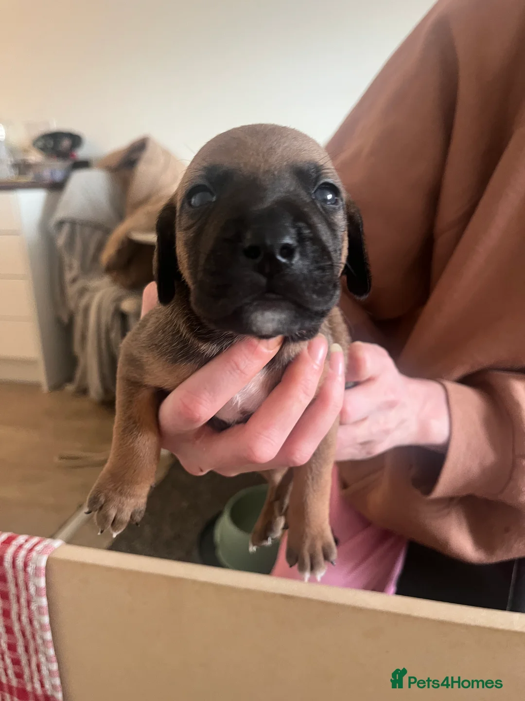Mixed Breed dogs for sale: blue staff cross american bulldog  - Advert 19