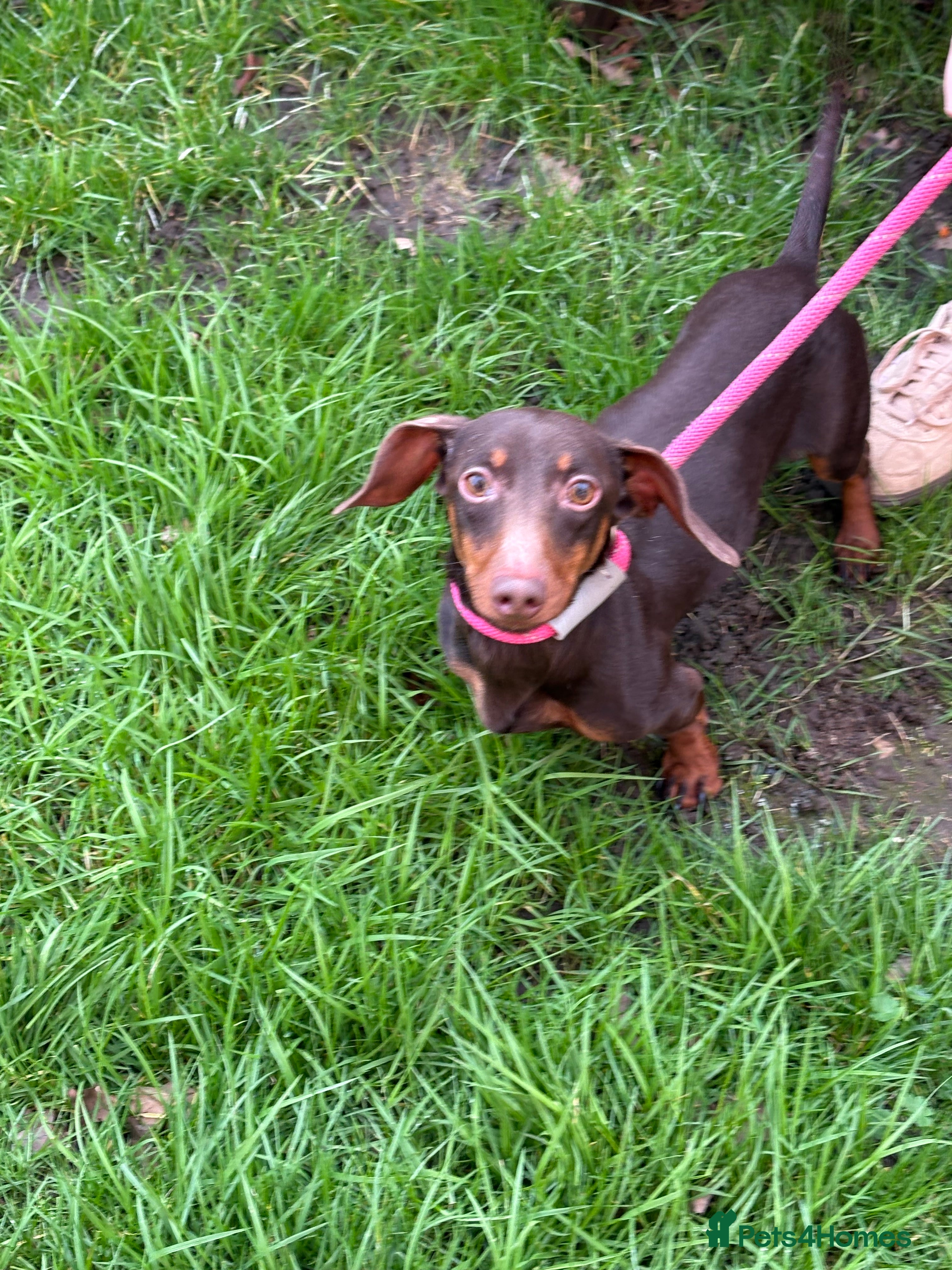 Miniature Dachshund dogs Little Jim sadly needing a new home in Dereham - Advert 1