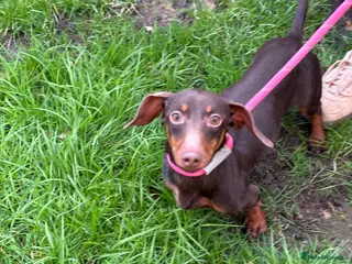 Miniature Dachshund dogs Little Jim sadly needing a new home in Dereham - Advert 1