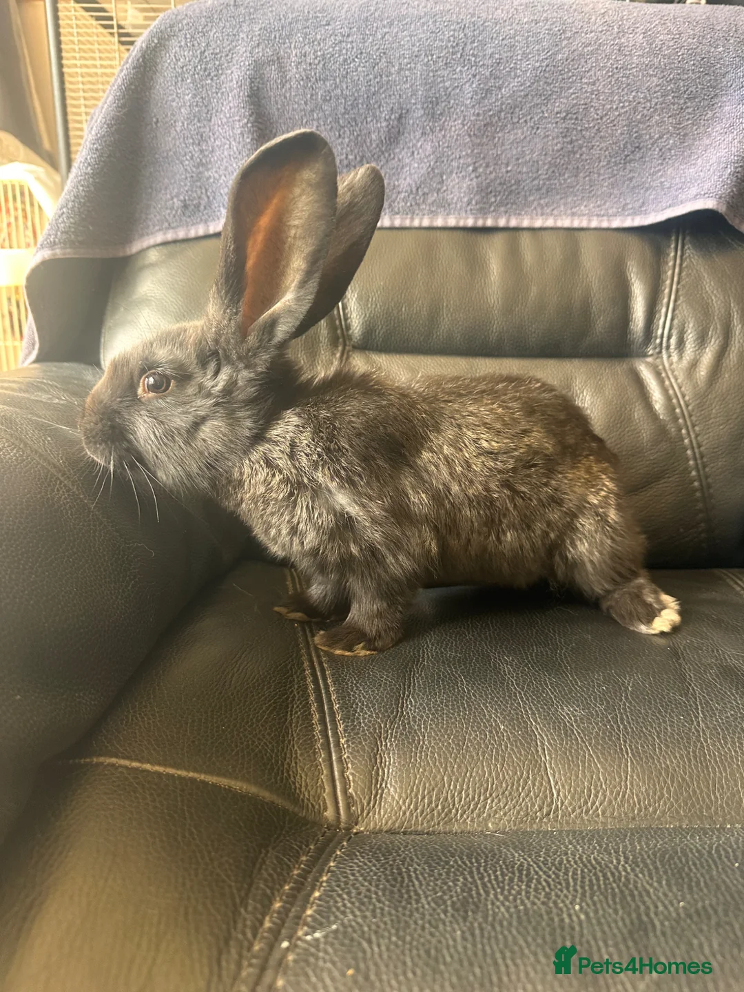 Continental Giant rabbits for sale: Baby’s giants  - Advert 5