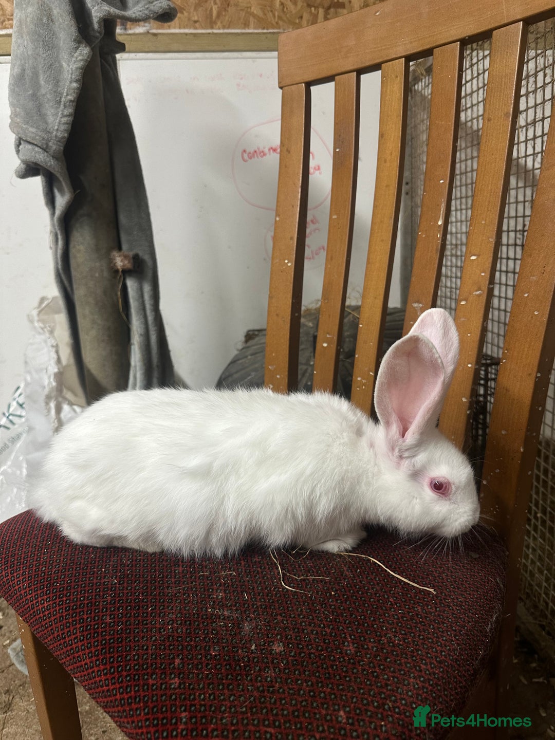 Continental Giant rabbits for sale: Baby continental giants for sale. REW left only - Advert 1