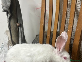 Continental Giant rabbits Baby continental giants for sale. REW left only - Advert 18