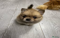 Mixed Breed dogs for sale: NEW BREED! Pomeranian x FULL FLUFFY FRENCHIE  - Image 12