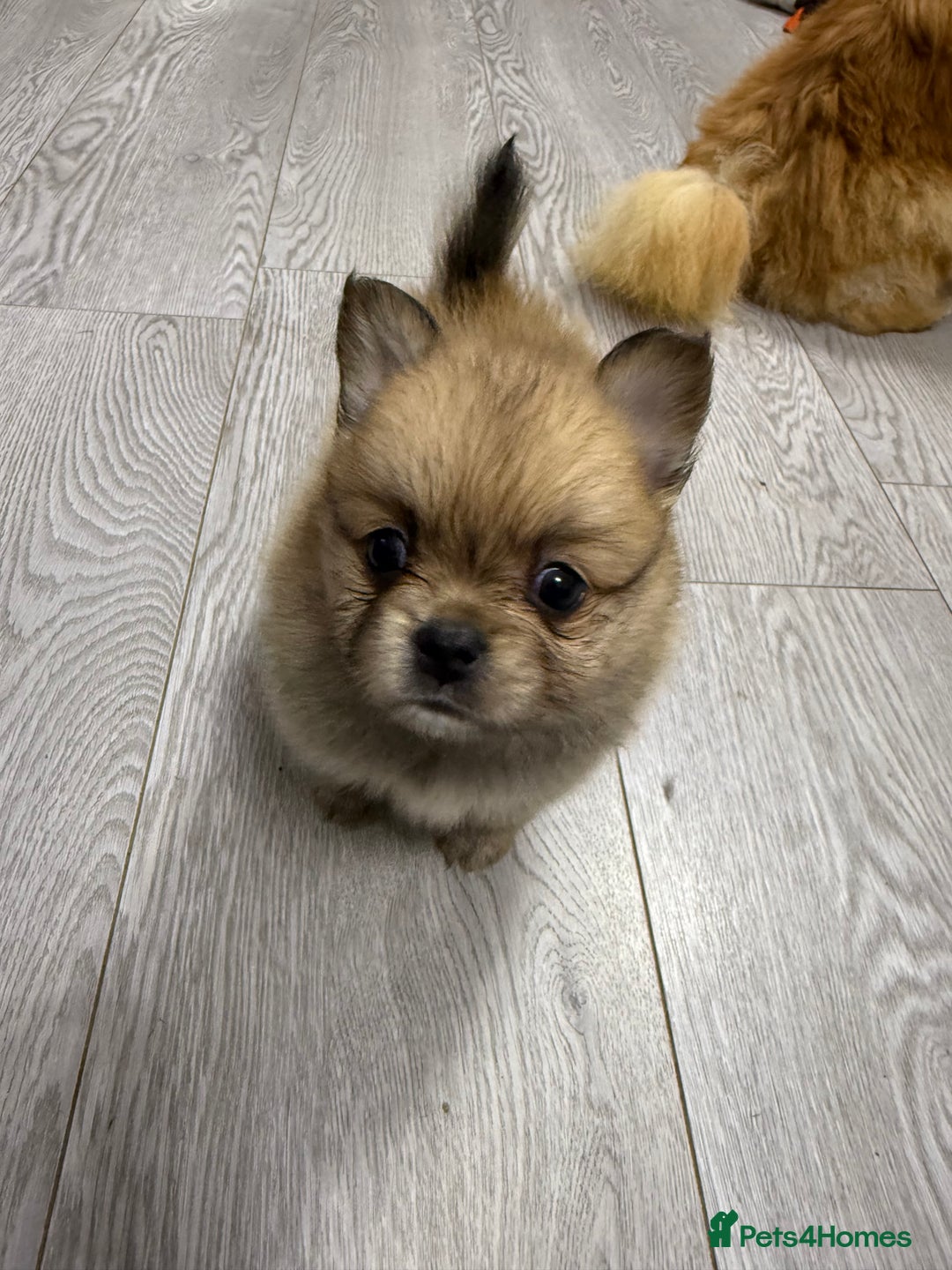 Mixed Breed dogs for sale: NEW BREED! Pomeranian x FULL FLUFFY FRENCHIE  - Image 12