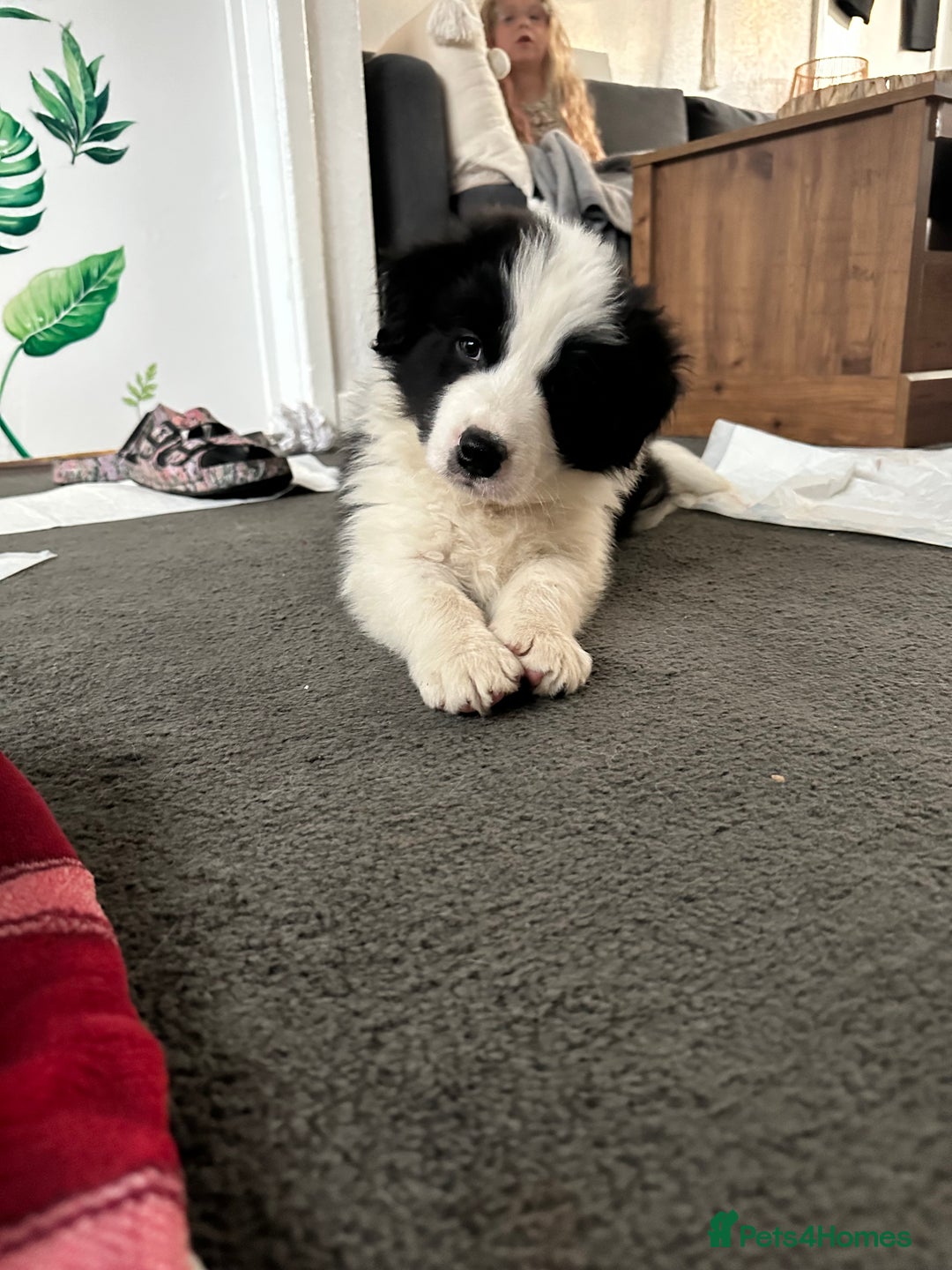 Border Collie dogs for sale: Last one boy ,rehome !International Champion line - Advert 10