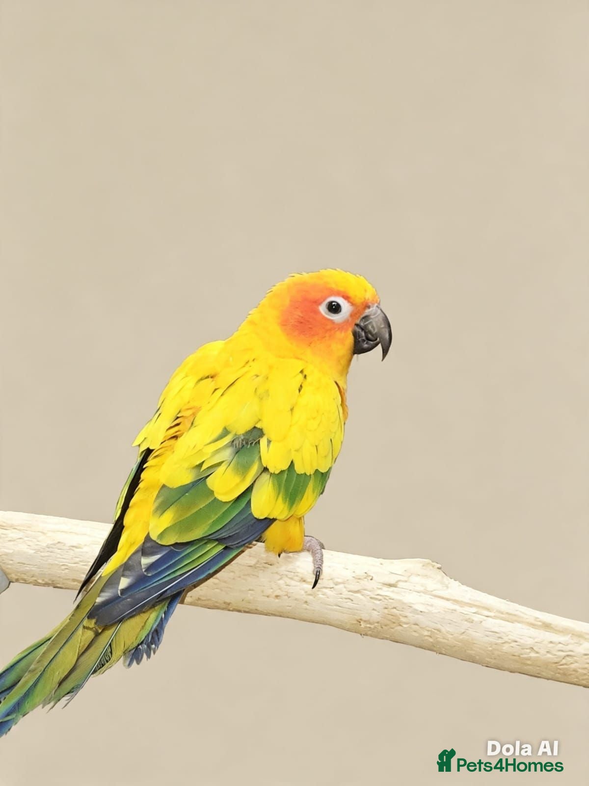 Parrots birds Stunning Parrots/Parakeets/Amazons  - Advert 1