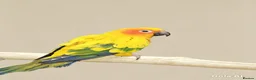 Parrots birds for sale: Stunning Parrots/Parakeets/Amazons  - Advert 13
