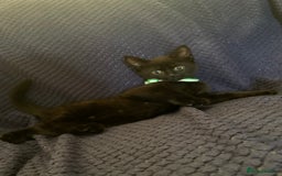 Mixed Breed cats for sale: Kittens - Image 5