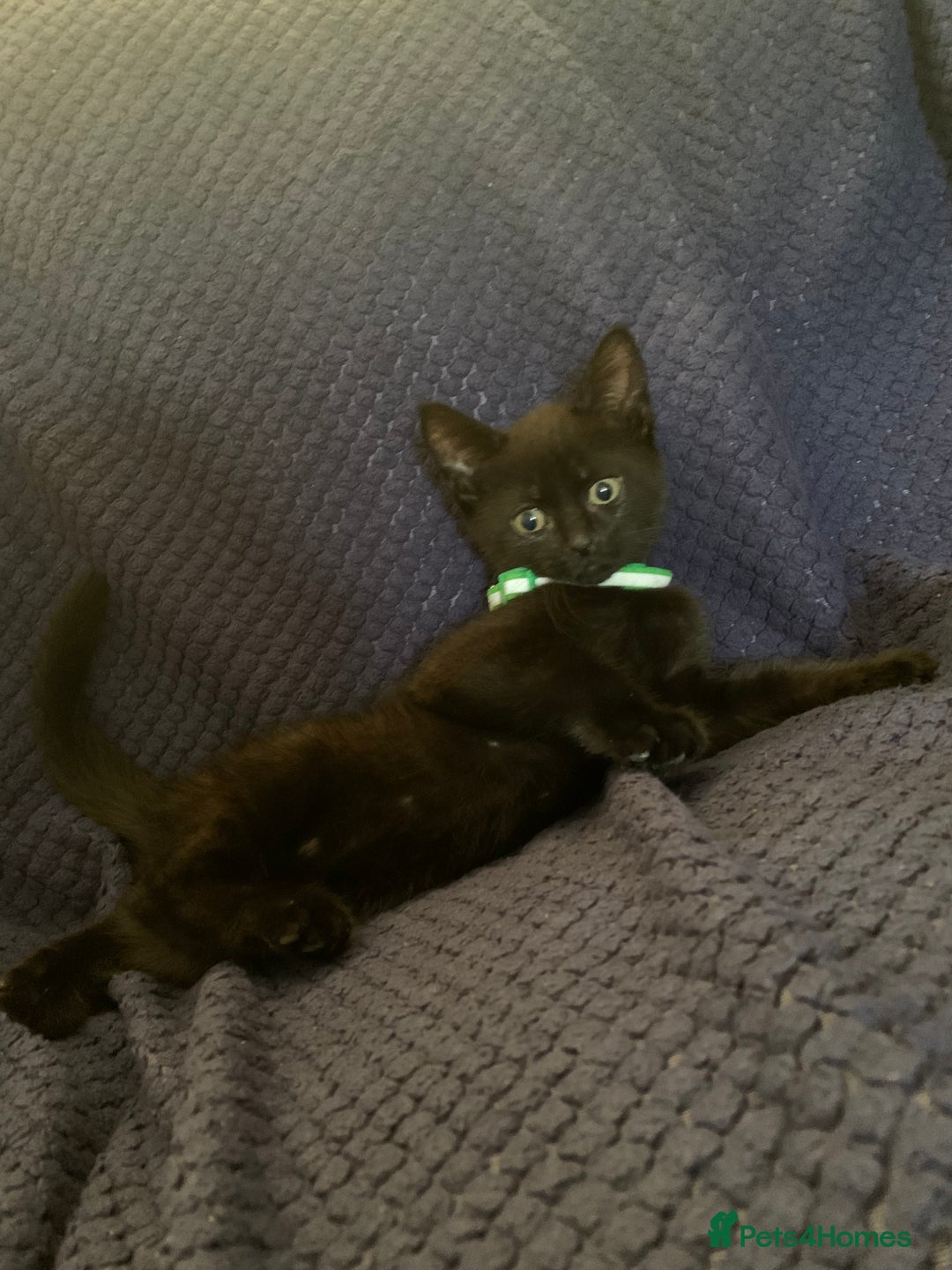 Mixed Breed cats for sale: Kittens - Image 5