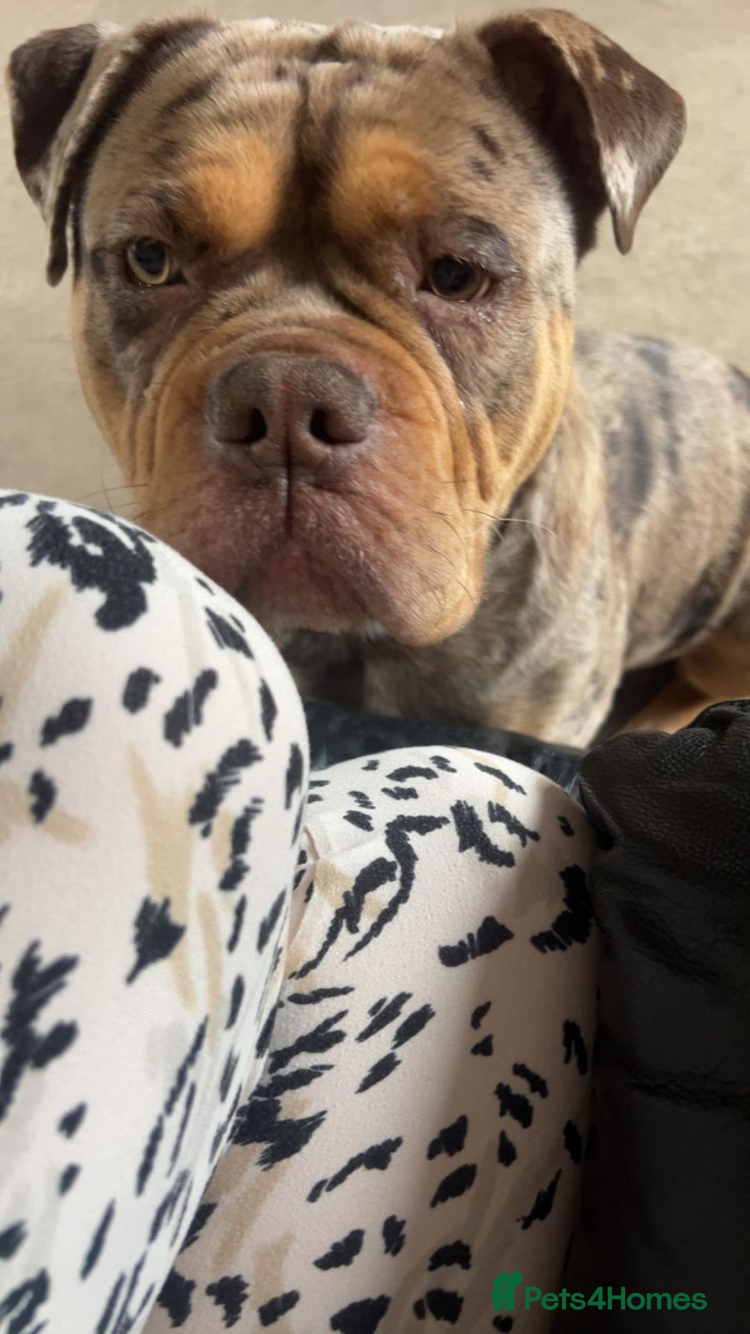 Olde English Bulldogge dogs for stud: Olde english bulldogge  - Advert 10