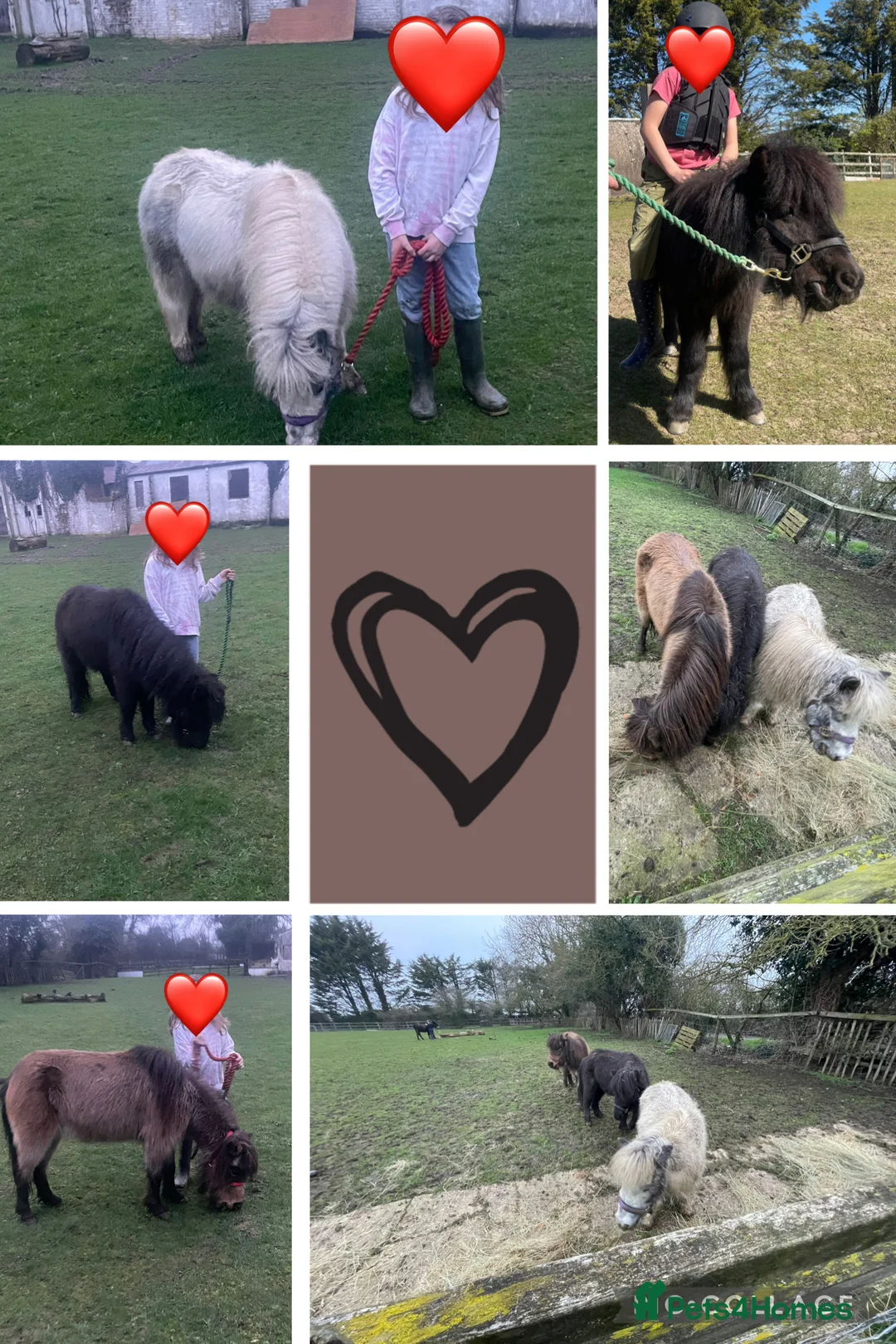 Miniature horses for sale: Female miniature horse - Advert 1