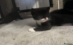 Mixed Breed cats for sale: Beautiful kittens 🐾 - Image 2
