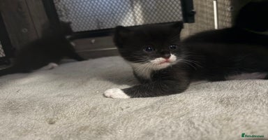 Mixed Breed cats - Advert 4