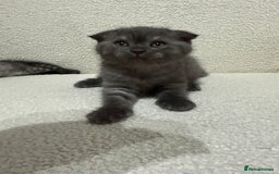 Scottish Fold cats for sale: Pure Scottish Fold Kittens Ready to Leave Soon - Image 6