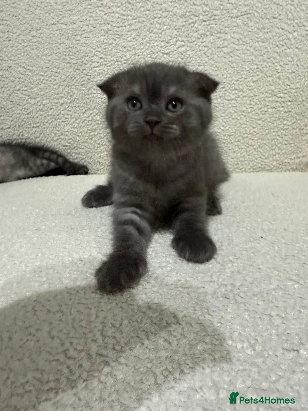 Scottish Fold cats for sale: Pure Scottish Fold Kittens Ready to Leave Soon - Image 6
