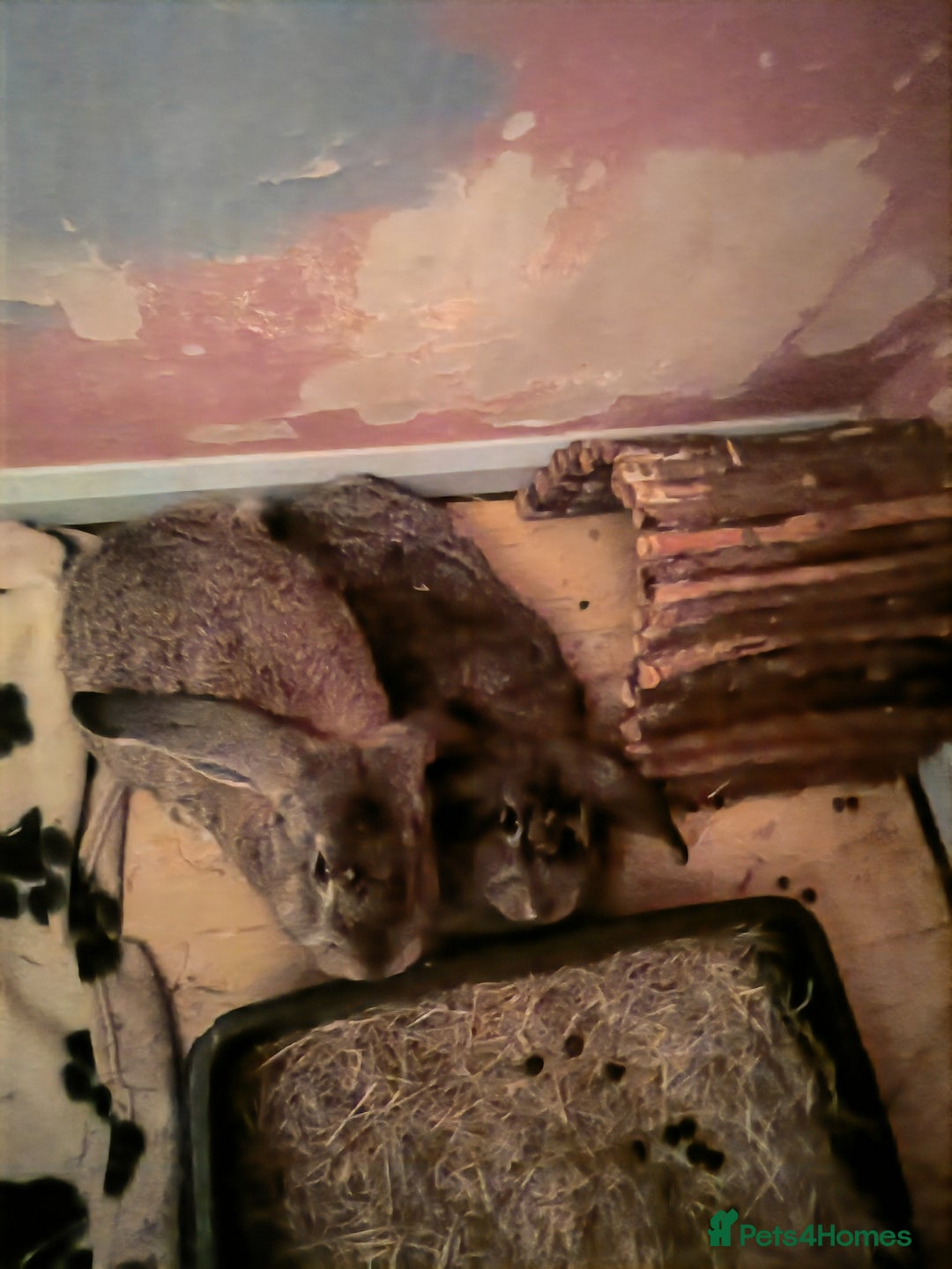 French Lop rabbits for sale: French lop  - Advert 3