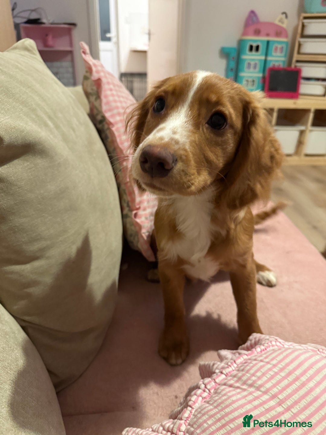 Cocker Spaniel dogs for sale: Cocker spaniel boy - Advert 1