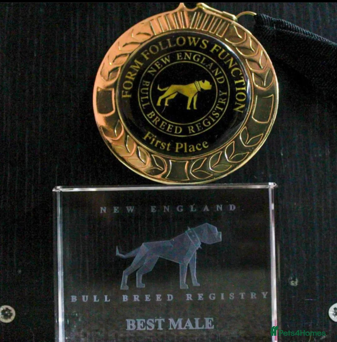 Olde English Bulldogge dogs for stud: 🏆SPIKE🏆 NEBBR Champion Olde English Bulldog in Nottingham - Advert 8