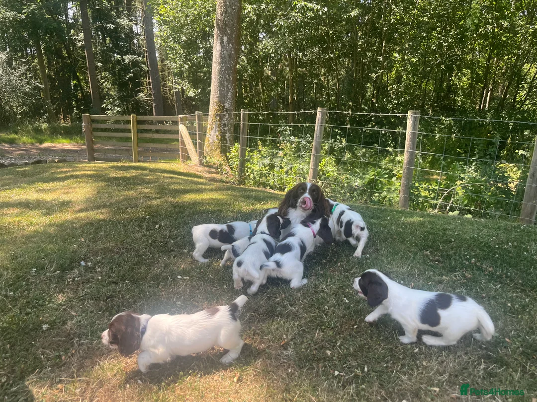 English Springer Spaniel dogs for sale: English Springer Spaniels in Montgomery - Advert 1