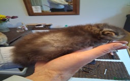 Persian cats for sale: Adorable pure Persian  - Image 7
