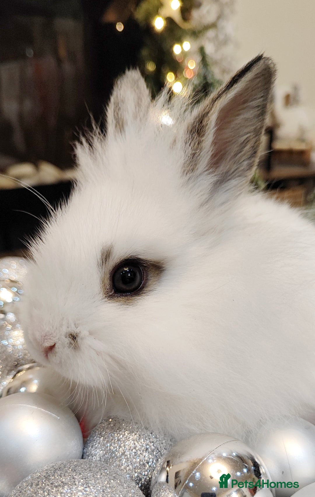 Mini Lion Lop rabbits for sale: Wonderful mini lion head lops - Advert 1