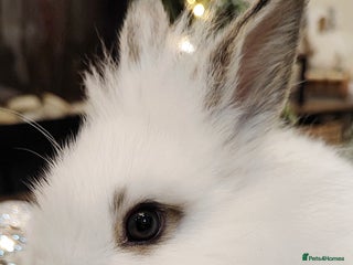 Mini Lion Lop rabbits Wonderful mini lion head lops - Advert 3